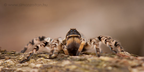 20060402_egyeb_allatok_0001.JPG - Szong�liai csel�p�k - ez a k�pem a G-Portal fot�p�ly�zat�n 2006 j�nius�ban a F�kusz Fot� k�l�nd�jasa lett. A p�ly�zat c�me: F�ben-f�ban.