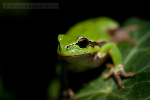 20070427_egyeb_allatok_0006.JPG - Z�ld levelib�ka (Hyla arborea).