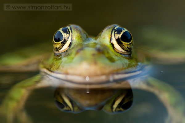 20070702_egyeb_allatok_0008.JPG - Kecskeb�ka (Rana esculenta).