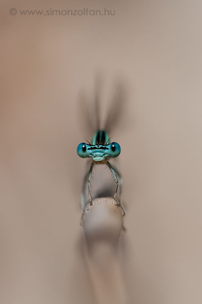 20070714_egyeb_allatok_0009.JPG - Ez a k�pem "K�t�lt�ncos" c�mmel 2007-ben, a Bayer Hung�ria �ltal ki�rt Term�szetv�delmi Fot�p�ly�zaton a "Term�szet" kateg�ri�ban I. helyez�st �rt el. (B�vebben az Elismer�sek link alatt.)