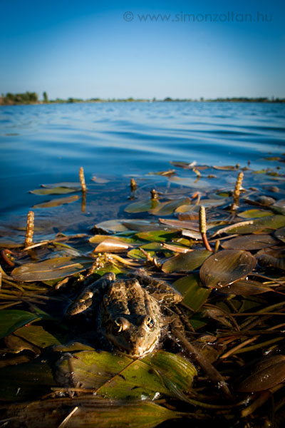 20070714_egyeb_allatok_0010.JPG - Kecskeb�ka (Rana esculenta).