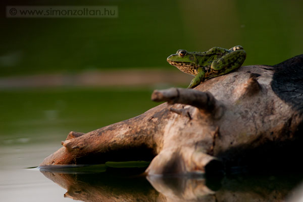 20070810_egyeb_allatok_0011.JPG - Kecskeb�ka (Rana esculenta).