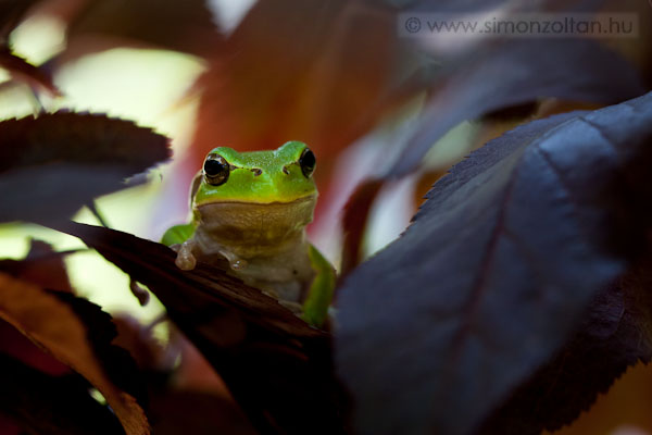 20080623_egyeb_allatok_0019.JPG - Z�ld levelib�ka (Hyla arborea).