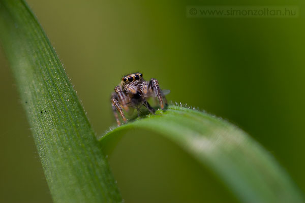 20090404_egyeb_allatok_0022.JPG - Ugr�p�k.