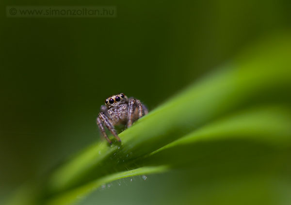 20090404_egyeb_allatok_0023.JPG - Ugr�p�k. Mind�ssze 2-3mm.