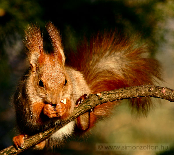 20060127_emlosok_0001.JPG - Eur�pai m�kus (Sciurus vulgaris).