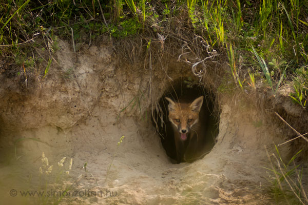 20070526_emlosok_0007.JPG - V�r�s r�ka (Vulpes vulpes).