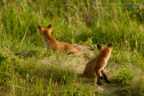 20070526_emlosok_0008.JPG - V�r�s r�ka (Vulpes vulpes).