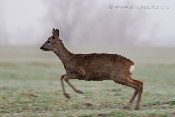 20071228_emlosok_0013.JPG - Eur�pai �z (Capreolus capreolus).