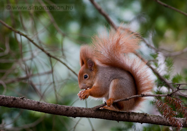20080210_emlosok_0015.JPG - Eur�pai m�kus (Sciurus vulgaris).