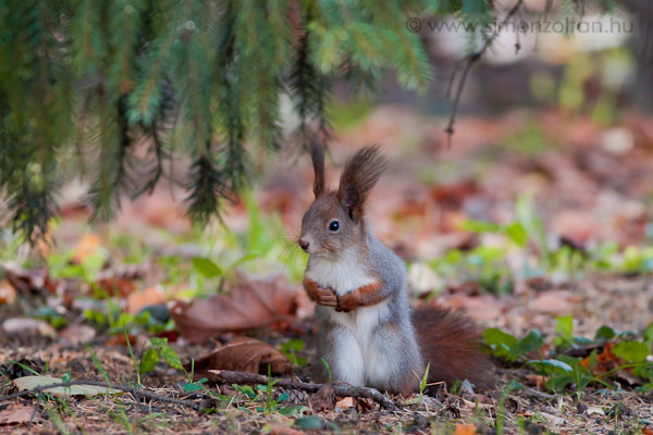 20081122_emlosok_0022.JPG - Eur�pai m�kus (Sciurus vulgaris).