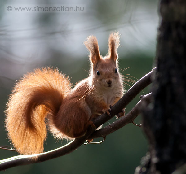 20081206_emlosok_0023.JPG - Eur�pai m�kus (Sciurus vulgaris).