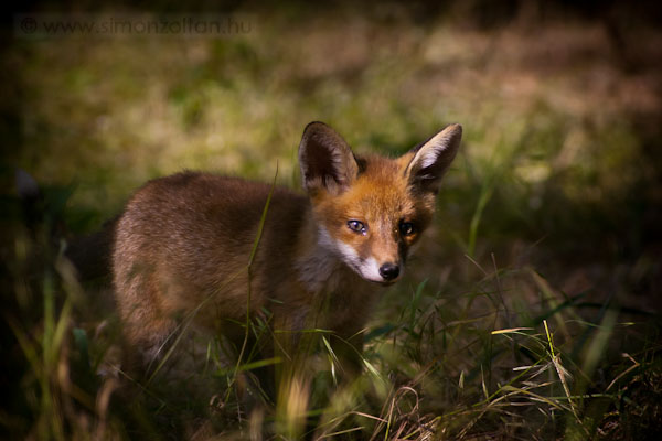20090519_emlosok_0027.JPG - V�r�s r�ka (Vulpes vulpes).