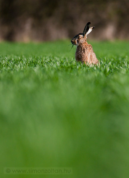 20100403_emlosok_0037.JPG - Mezei ny�l (Lepus europaeus). P�rsz�z m�ter hasonk�sz�s eredm�nye.