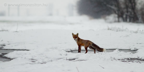 20101226_emlosok_0051.JPG - V�r�s r�ka (Vulpes vulpes).