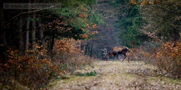 20110219_emlosok_0058.JPG - G�mszarvas (Cervus elaphus).