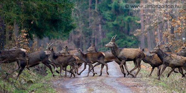 20110219_emlosok_0060.JPG - G�mszarvas (Cervus elaphus).