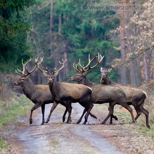 20110219_emlosok_0061.JPG - G�mszarvas (Cervus elaphus).