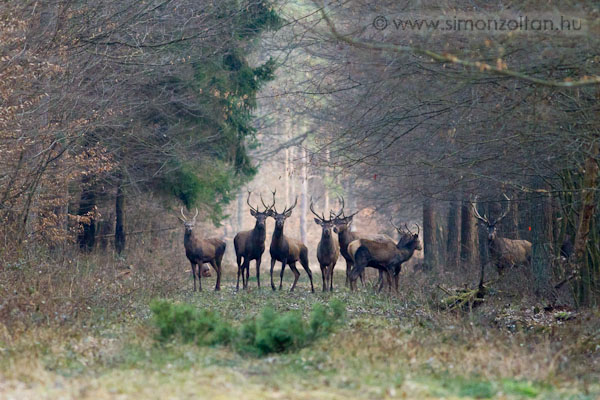 20110219_emlosok_0063.JPG - G�mszarvas (Cervus elaphus).