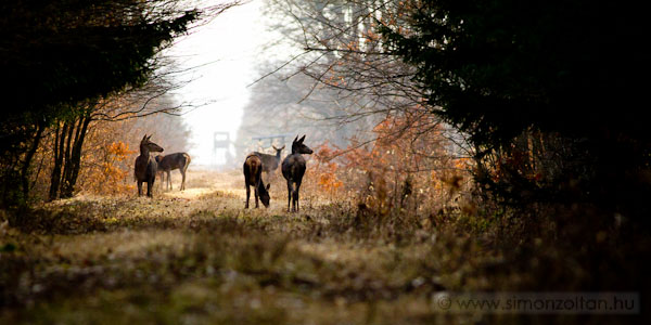 20110313_emlosok_0065.JPG - G�mszarvas (Cervus elaphus). �pp egy fat�nk�n pihent�nk a feles�gemmel, mikor kij�ttek el�nk a nyilad�kra. 45 percet voltak kinn. Mi alig mozdultunk, be is g�rcs�lt a bal bicepszem, mert a g�pet tel�st�l az arcom el�tt tartottam, m�g az utols� is elt�nt.