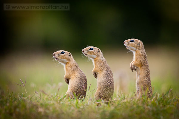 20110705_emlosok_0083.JPG - K�z�ns�ges �rge (Spermophilus citellus).