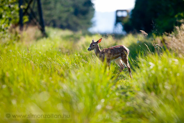 20110717_emlosok_0087.JPG - D�mszarvas borj� (Dama dama).