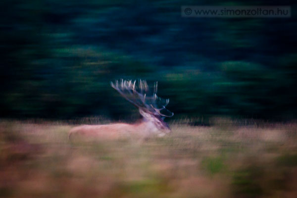 20110921_emlosok_0092.JPG - G�mszarvas (Cervus elaphus).