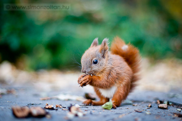 20111113_emlosok_0097.JPG - Eur�pai m�kus (Sciurus vulgaris).