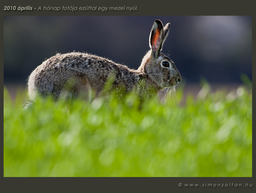 honap_fotoja_2010_04.jpg