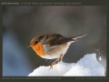 honap_fotoja_2010_12