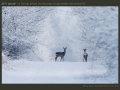 honap_fotoja_2011_01