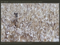 honap_fotoja_2011_02