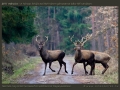 honap_fotoja_2011_03