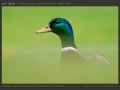 honap_fotoja_2011_04