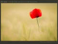 honap_fotoja_2011_06