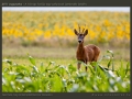 honap_fotoja_2011_08