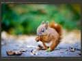 honap_fotoja_2011_11