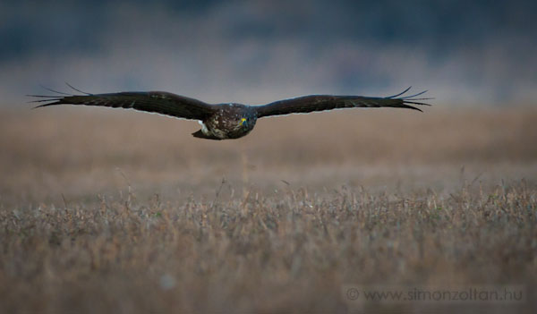 20091229_madarak_0132.JPG - Egerszlyv (Buteo buteo).