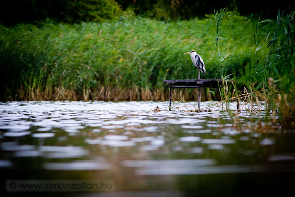 20110702_madarak_0182.JPG - Szrke gm (Ardea cinerea).