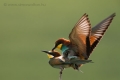 20070520_madarak_0009