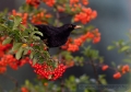 20071110_madarak_0032