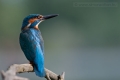 20100529_madarak_0157