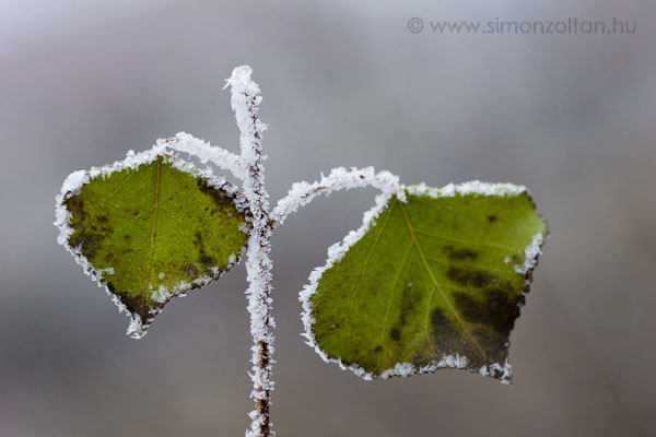 20071230_novenyek_0027.JPG - Hort hat�r�ban a ny�rfalev�l m�g december 30-�n is z�ld :-)