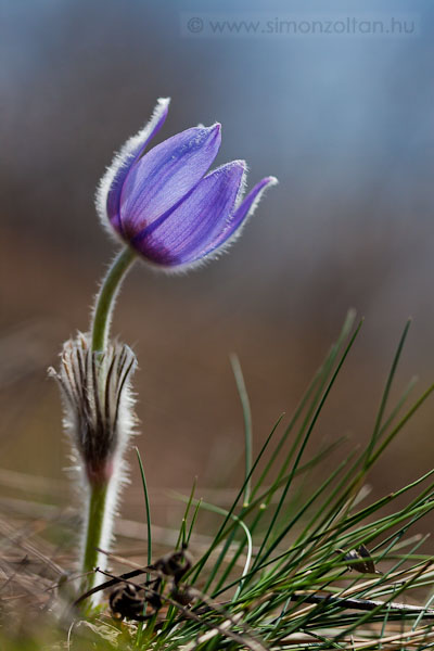 20090322_novenyek_0037.JPG - Le�nyk�k�rcsin (Pulsatilla grandis).