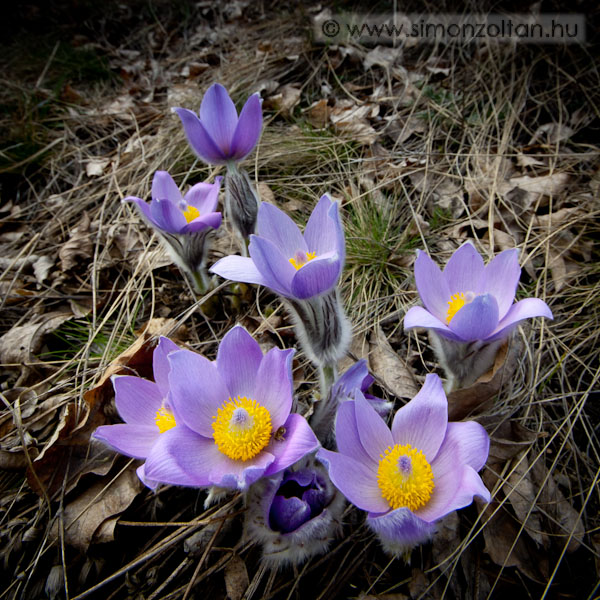 20090322_novenyek_0038.JPG - Le�nyk�k�rcsin (Pulsatilla grandis).
