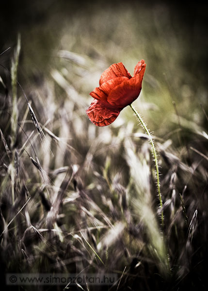 20090609_novenyek_0042.JPG - K�z�ns�ges pipacs vagy vet�si pipacs (Papaver rhoeas).