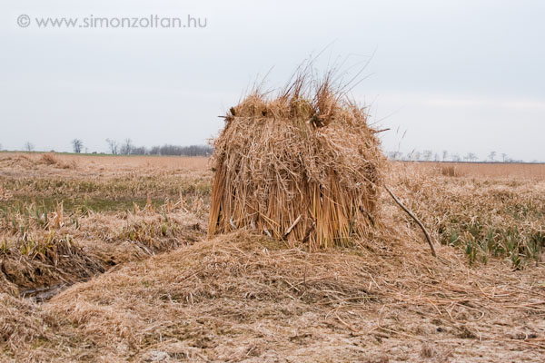 20070225_werk_0002.JPG - Itt l�that� a m�r elk�sz�lt les m�g t�l v�gefel�, hogy az �llatok megszokhass�k ny�rig. Azonban kora tavasszal valahogyan hamuv� lett :-(Mindig mindent musz�j valami gyengeelm�j�nek felgy�jtani.