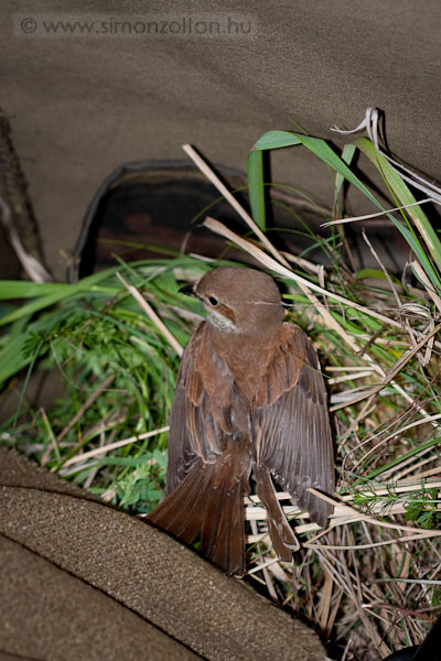 20070526_werk_0003.JPG - Az egyik gyurgyalagfot�z�s alkalm�val ez a fiatal t�vissz�r� g�bics egyszer�en bes�t�lt a a less�tramba �s mint aki j�l v�gezte dolg�t , teljes lelki nyugalomban, elfoglalta hely�t a sz�kem alatt. Mikor azonban obit cser�ltem, hogy �t is meg�r�k�tsem, �szrevette, hogy itt nincs minden rendben �s a kattan�s ut�n r�gvest t�vozott.