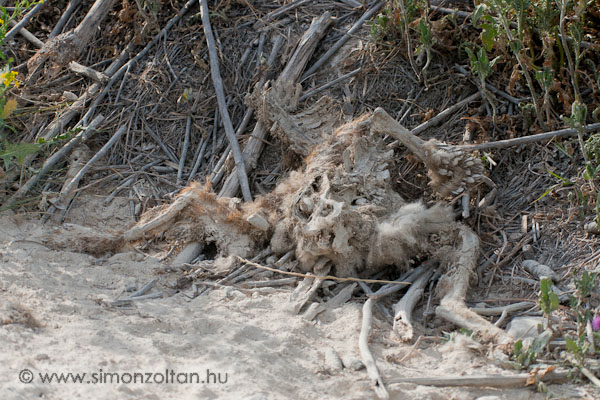 20070616_werk_0004.JPG - Ez a nyuszi kiss� megs�nylette a r�kakotor�kban val� id�t�lt�st.