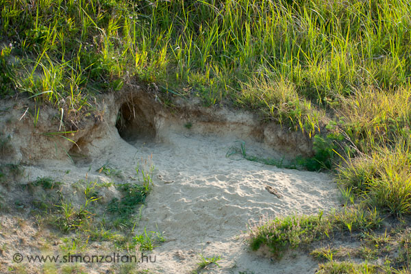 20070616_werk_0005.JPG - �me egy �ppen haszn�lt r�kakotor�k. K�nnyen megismerhet� arr�l, hogy az el�tte l�v� homok frissen van �sszetopogva �s a szaga is �rulkod�. Arra azonban figyelj�nk ha k�zel megy�nk, hogy mi is hagyunk szagnyomokat �s az anyar�ka sem most j�tt a falv�d�r�l.